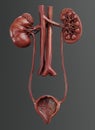 3D Render of Urinary Tract Royalty Free Stock Photo