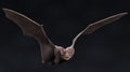2D Render of Vampire Bat Royalty Free Stock Photo