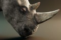 3D Render of White Rhinoceros