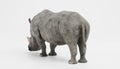 3D Render of White Rhinoceros