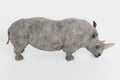 3D Render of White Rhinoceros