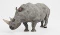 3D Render of White Rhinoceros