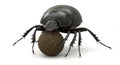 A realistic 3D rendering of a dung beetle, *Scarabaeidae*, pushing a spherical ball of Royalty Free Stock Photo