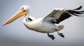 Realistic 3d Rendering Of Hawaiian White Pelican In Unreal Engine 5