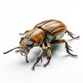 Realistic 3d Rendering Of A Primitivist Weevil Beetle