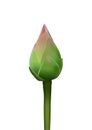 Realistic 3d pink lotus bud with water drop vector illustration