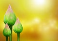 Thai pink lotus buds with water drop on blurred golden bokeh background vector illustration