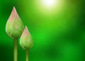 Realistic 3d Thai pink lotus buds with water drop on blurred green nature bokeh background Royalty Free Stock Photo