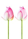 Thai pink lotus buds on white background vector illustration