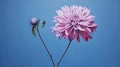 Realistic Dahlia Painting On Sky-blue Diptych Canvas By Angus Mckie