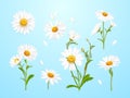 Realistic daisies. Daisy flower, camomile nature plant white petal 3d chamomile isolated wild flowers field matricaria Royalty Free Stock Photo