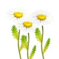 Vector realistic daisy chamomile flower set