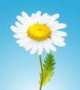 Vector realistic daisy chamomile flower