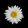 Realistic daisy flower isolated on dark background