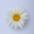 Realistic daisy flower isolated on white