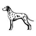 Realistic dalmatian dog