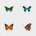 Realistic Danaus Plexippus, Pipevine, Milkweed And Other Vector Elements. Set Of Butterfly Realistic Symbols Also