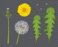 Realistic dandelion. Botanical illustration beautiful flower with transparent flowing buds and leaf flying particles