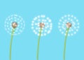 Realistic dandelion set isolated