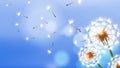 Realistic dandelion. White fluffy flower, flying seeds on blue sky. Spring summer season banner. Floral vector