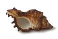 Realistic dark brown seashell on white background Royalty Free Stock Photo