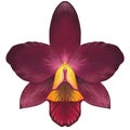 Realistic dark red orchid Cattleya isolated detailed front view