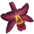 Realistic dark red orchid Cattleya isolated detailed side view