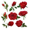 Realistic decorative roses bouquet. Floral red roses bouquets, flowers with leaves and burgeon, flowers blossom bunch