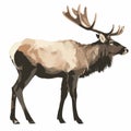 realistic elk vector on white