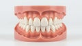 Realistic dental model displaying full set of human teeth for educational and training purposes in dentistry Royalty Free Stock Photo