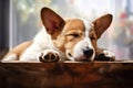 realistic depiction of a sleeping corgi pup in a cozy pose on a bench