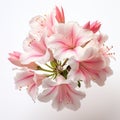 Realistic Depiction Of White And Pink Azalea On A White Background