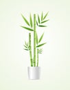 Realistic Detailed 3d Bamboo House Plant. Vector