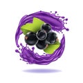 Realistic Detailed 3d Black Currant Berries with Splash Juice. Vector