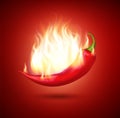 Realistic Detailed 3d Burning Chili Pepper in Fire on a Red Background. Vector Royalty Free Stock Photo