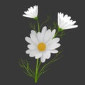 Realistic Detailed 3d Chamomile Medical Flower. Vector Royalty Free Stock Photo