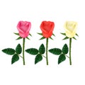 Realistic Detailed 3d Color Flower Rose Set. Vector