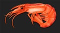 Realistic Detailed 3d Cooked Crustacean Shrimp. Vector