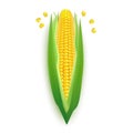 Realistic Detailed 3d Corncobs with Yellow Corns Isolated. Vector