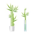 Realistic Detailed 3d Different Bamboo House Plant Set. Vector