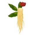Realistic Detailed 3d Ginseng Root and Leaves. Vector
