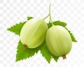 Realistic Detailed 3d Gooseberries with Green Leaves, Isolated on transparent Background. Vector illustration of Ripe Gooseberry