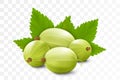 Realistic Detailed 3d Gooseberries with Green Leaves, Isolated on transparent Background. Vector illustration of Ripe Gooseberry