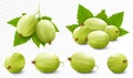 Realistic Detailed 3d Gooseberries with Green Leaves, Isolated on transparent Background. Vector illustration of Ripe Gooseberry