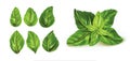 Realistic Detailed 3d Green Fresh Basil Leaves Set. Vector