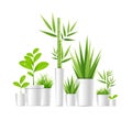 Realistic Detailed 3d Green Houseplant Pot. Vector