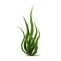 Realistic Detailed 3d Green Spirulina Seaweed. Vector