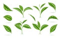 Realistic Detailed 3d Green Tea Leaves Set. Vector Royalty Free Stock Photo