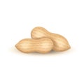 Realistic Detailed 3d Groundnut Nuts Set. Vector