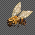 Realistic Detailed 3d Honey Bee. Vector Royalty Free Stock Photo